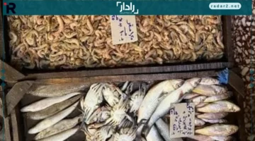 أسعار الأسماك اليوم السبت في أسواق مطروح تتصدر المشهد